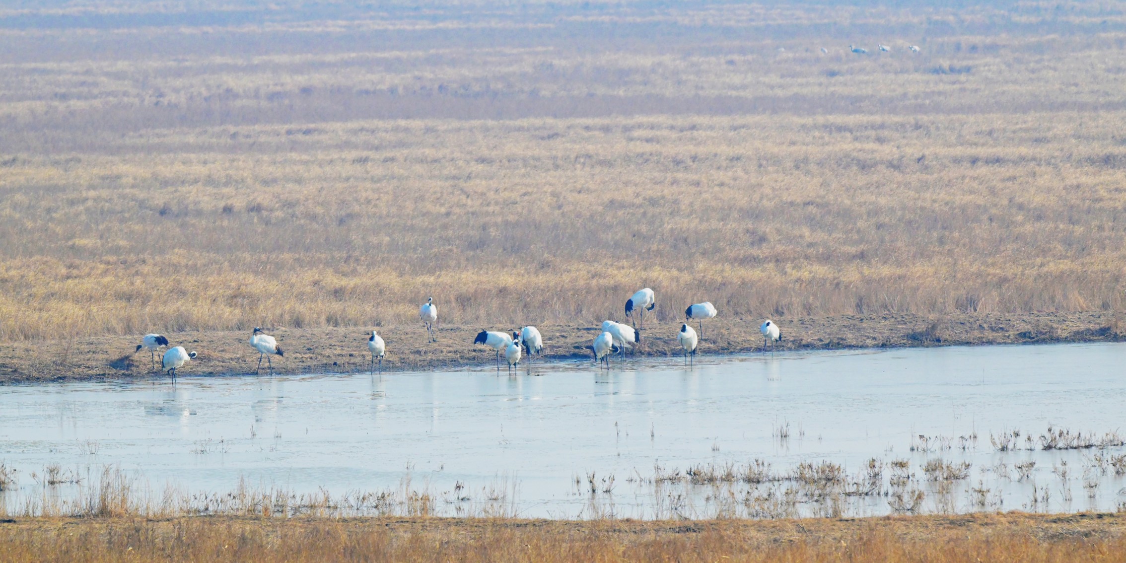 国家重点研发计划候鸟项目课题开展重点保护候鸟栖息地质量监测工作